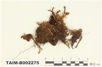 藏品(合葉蘚屬)的圖片